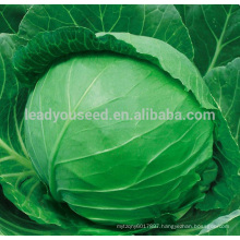C54 Emerald 60 days mid maturity hybrid cabbage seeds in vegetable seeds